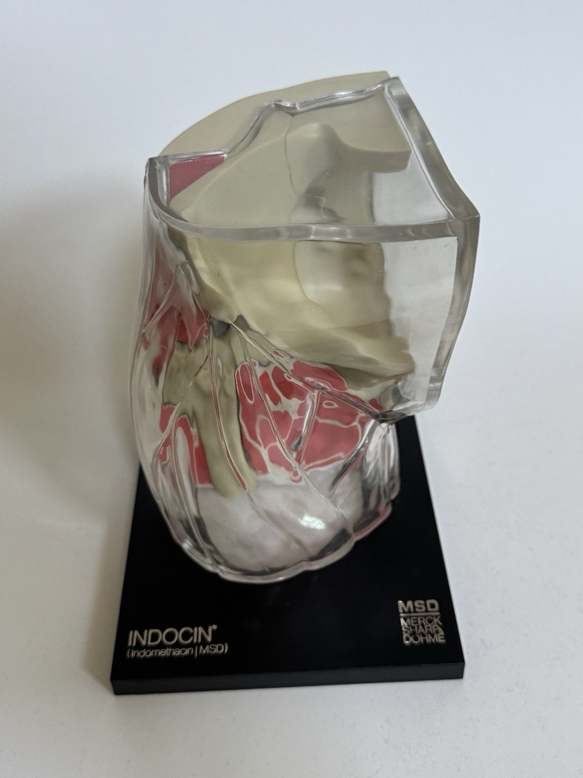 Merck MSD Advertising Model Hip Joint 1973 Anatomical Display Salesman