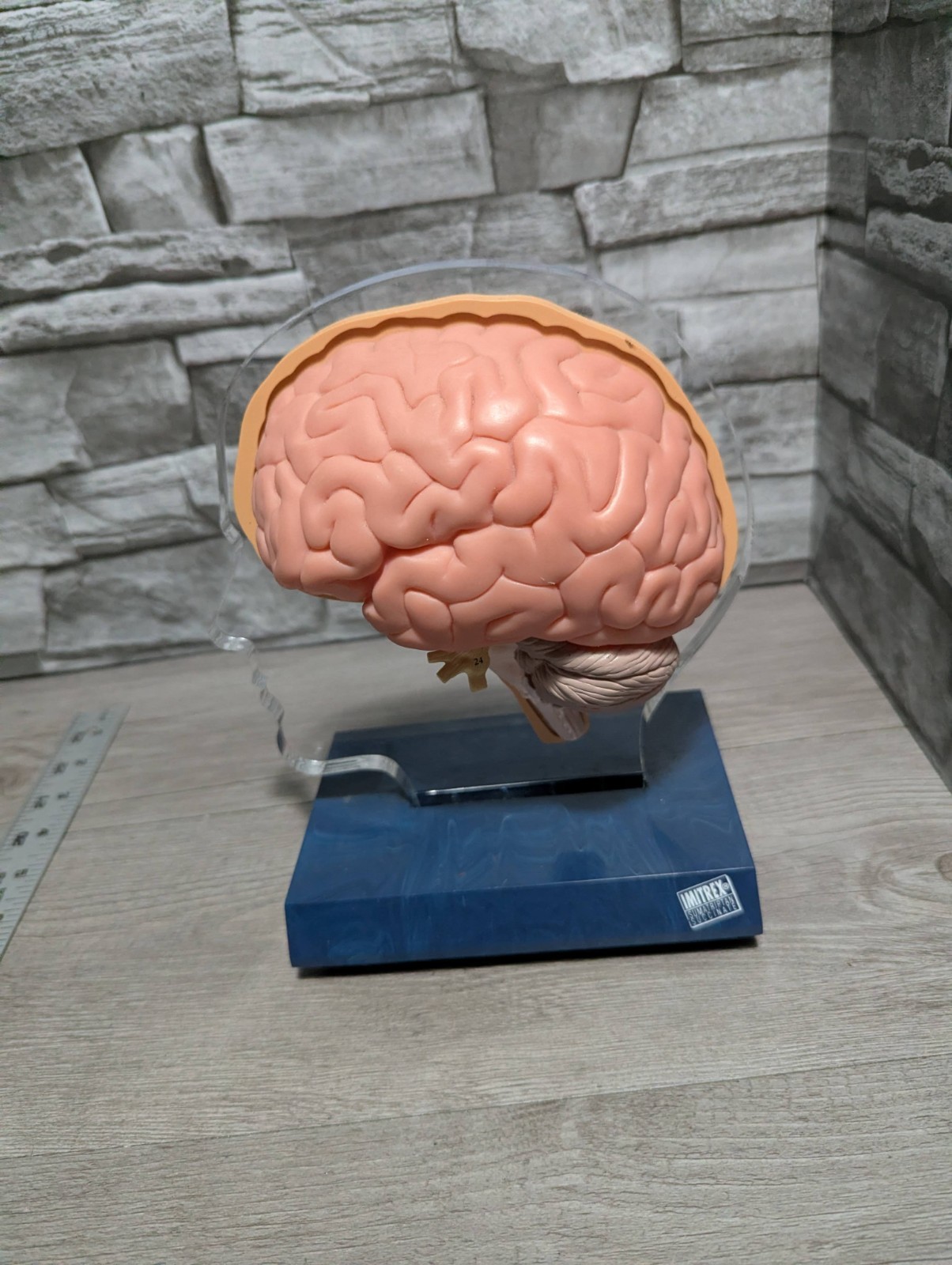 Imitrex 3D 9″ Neuroanatomy Model w Legend Brain Anatomy Medical Science Decor