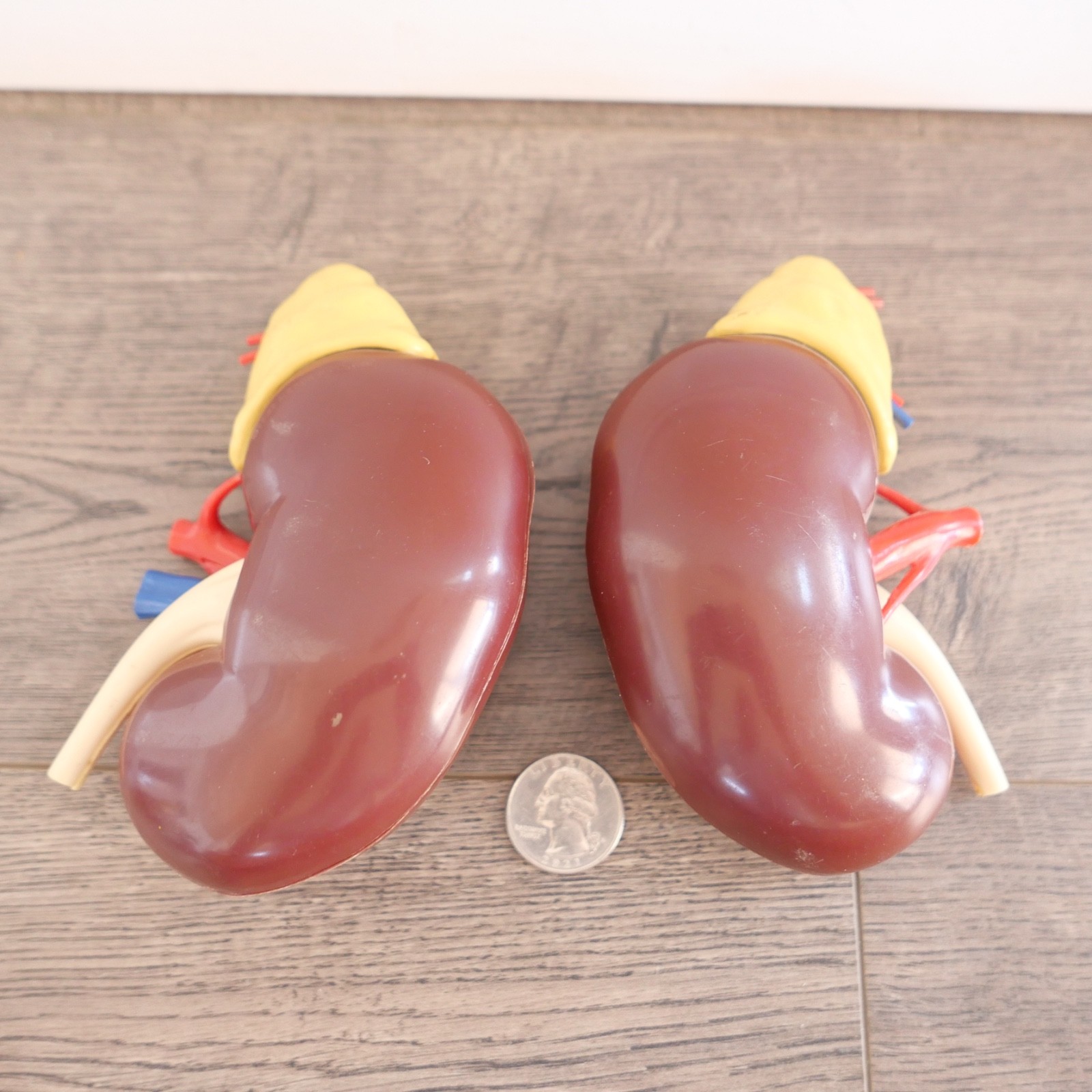 Vintage 1961 Merck & Co Pharmaceuticals Plastic Model Human Kidney Organ 5″ set