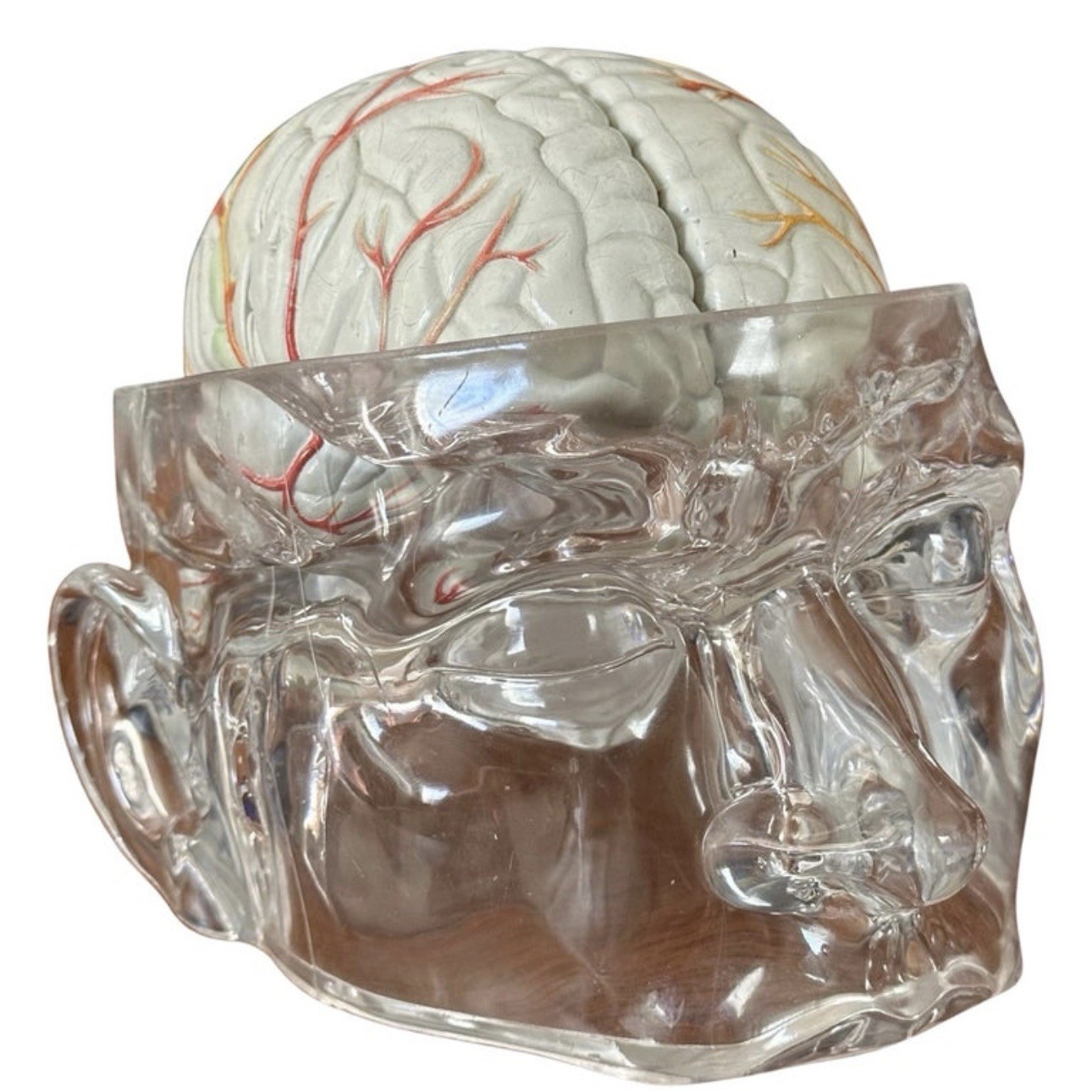 Lucite Head Skull Brain Model Medical Pharmaceutical Science Display – SEROQUEL