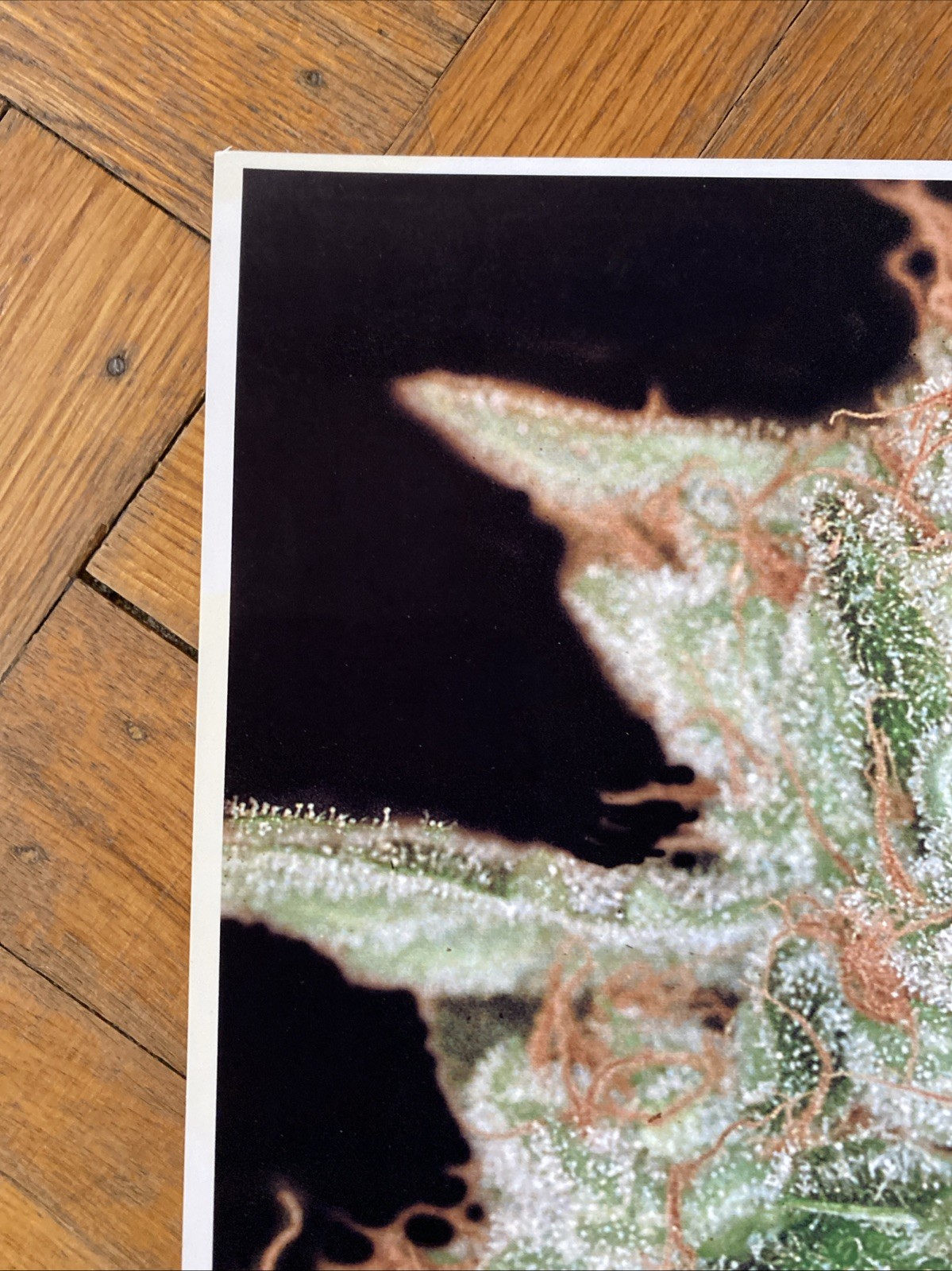 Vintage Medifarm Medical Marijuana Poster Sativa Indica 2002