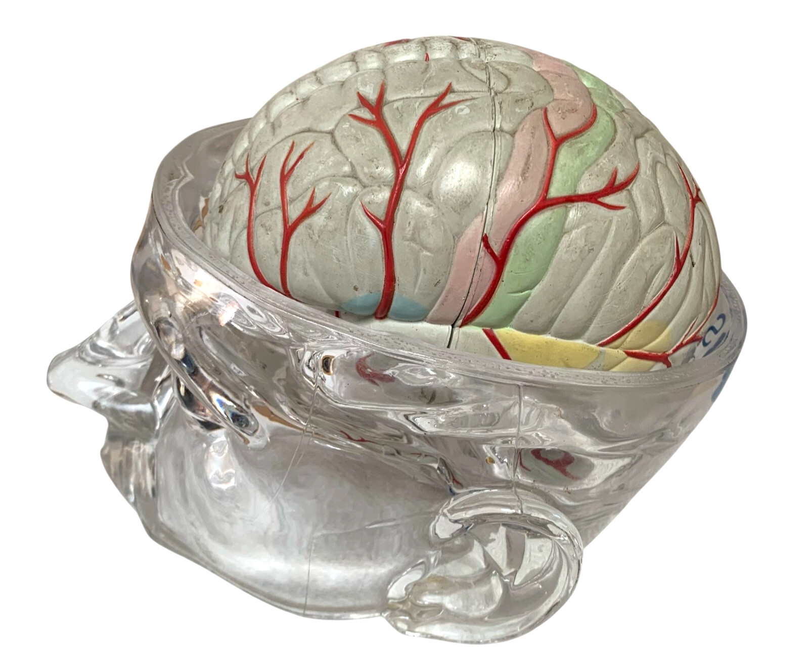Vintage Seroquel Head Brain Anatomy Pharma Design Sales Display Removable Brain
