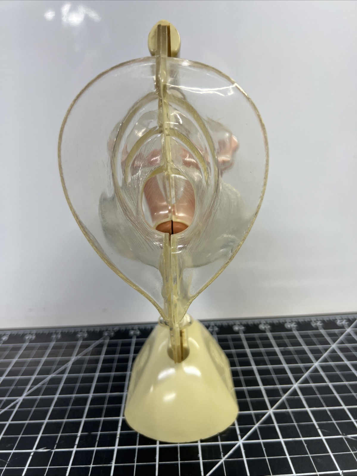 VTG 1950s Female Vaginal Medical Anatomy Model Ortho Pharmaceutical Raritan N.J.