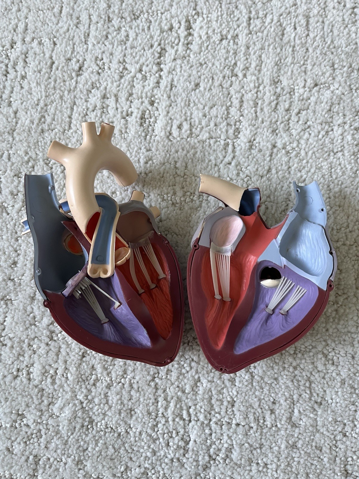 Vintage Merck Sharp Dohme Anatomical Heart Model Diuril Aldomet Drug Rep